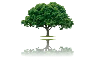 Empresa de podas de árboles Podas y tala de árboles